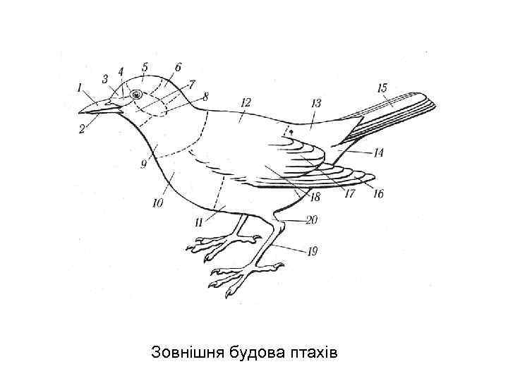 Зовнішня будова птахів 