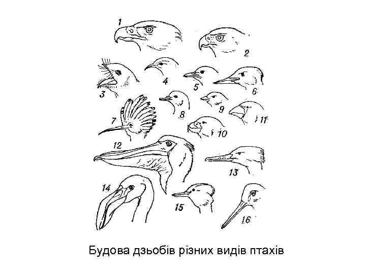 Будова дзьобів різних видів птахів 
