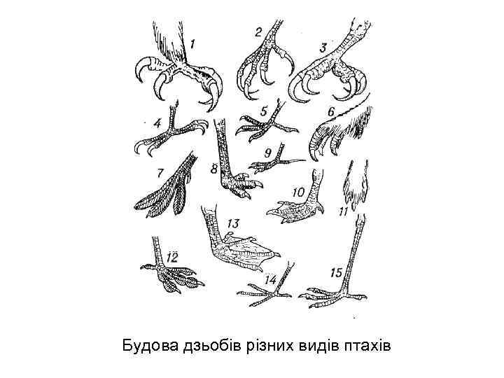 Будова дзьобів різних видів птахів 