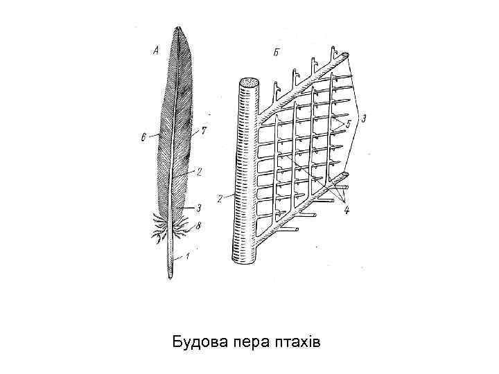 Будова пера птахів 