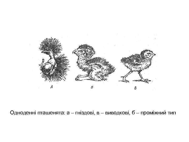 Одноденні пташенята: а – гніздові, в – виводкові, б – проміжний тип 