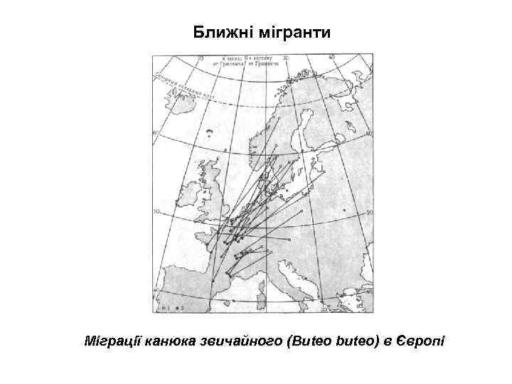 Ближні мігранти Міграції канюка звичайного (Buteo buteo) в Європі 