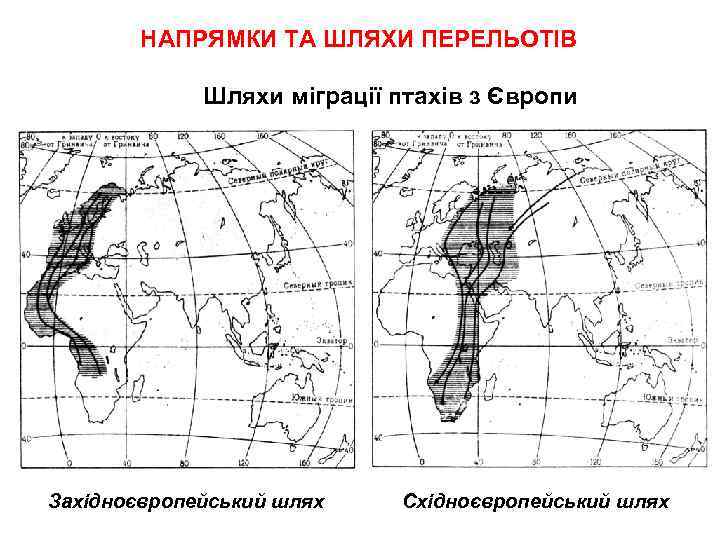 НАПРЯМКИ ТА ШЛЯХИ ПЕРЕЛЬОТІВ Шляхи міграції птахів з Європи Західноєвропейський шлях Східноєвропейський шлях 