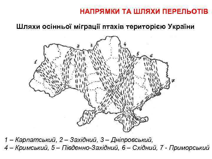 НАПРЯМКИ ТА ШЛЯХИ ПЕРЕЛЬОТІВ Шляхи осінньої міграції птахів територією України 1 – Карпатський, 2