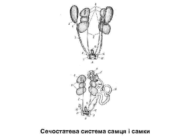 Сечостатева система самця і самки 