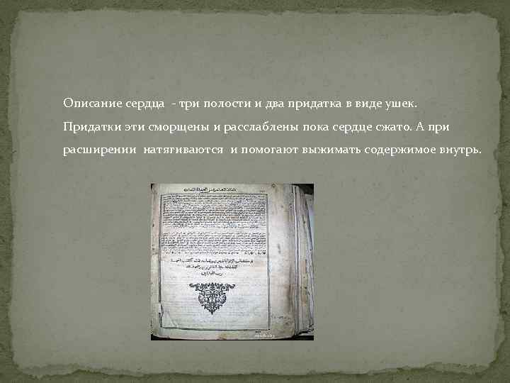 Описание сердца - три полости и два придатка в виде ушек. Придатки эти сморщены