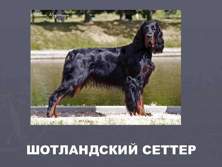 ШОТЛАНДСКИЙ СЕТТЕР 