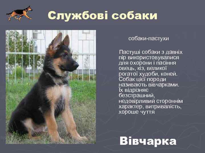 Службові собаки-пастухи Пастуші собаки з давніх пір використовувалися для охорони і пасіння овець, кіз,