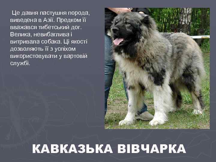  Це давня пастушня порода, виведена в Азії. Предком її вважався тибетський дог. Велика,