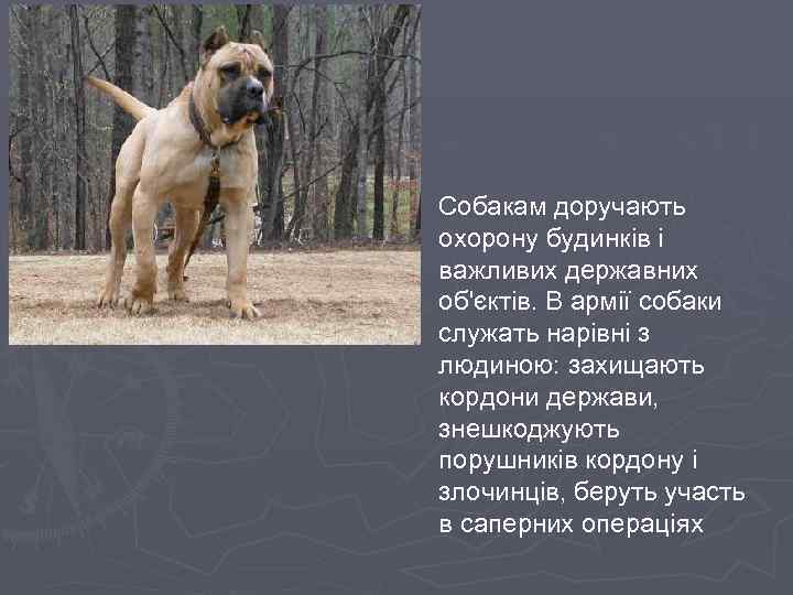 . Собакам доручають охорону будинків і важливих державних об'єктів. В армії собаки служать нарівні