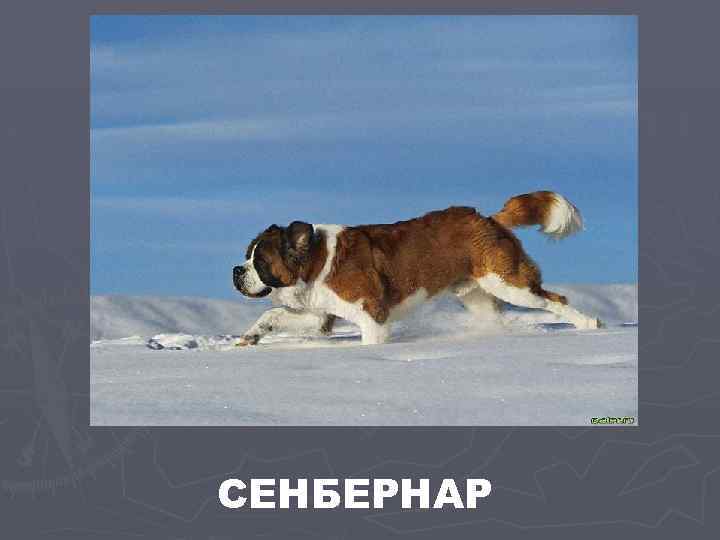 СЕНБЕРНАР 