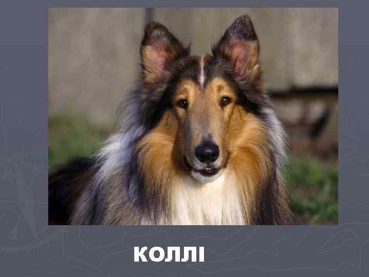 КОЛЛІ 