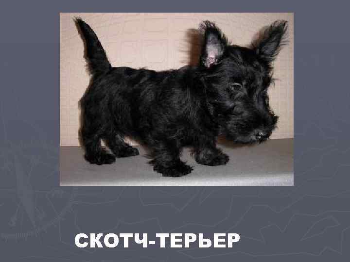 СКОТЧ-ТЕРЬЕР 