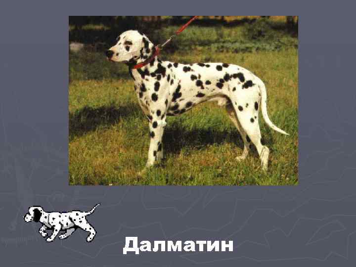 Далматин 