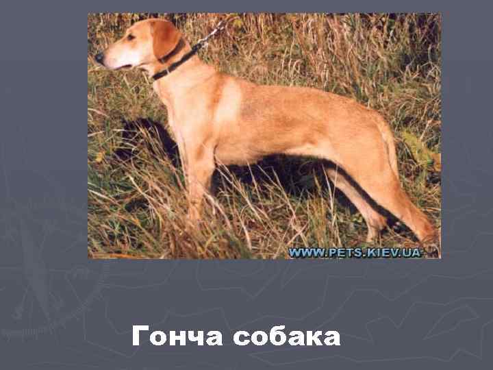 Гонча собака 