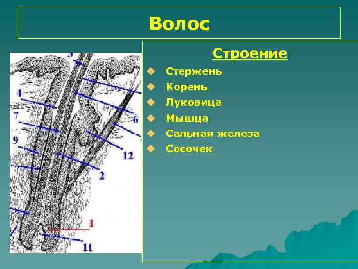Волос Строение u Стержень u Корень u Луковица u Мышца u Сальная железа u