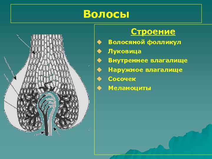 Волосы Строение u Волосяной фолликул u Луковица u Внутреннее влагалище u Наружное влагалище u