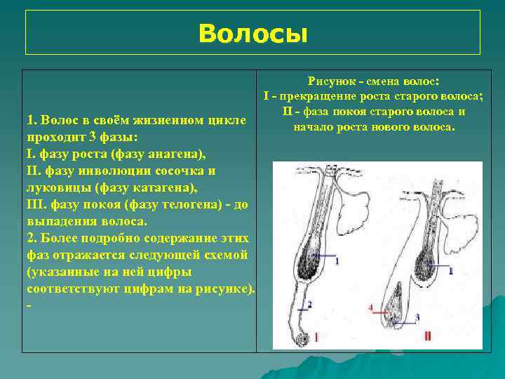 Волосы 1. Волос в своём жизненном цикле проходит 3 фазы: I. фазу роста (фазу