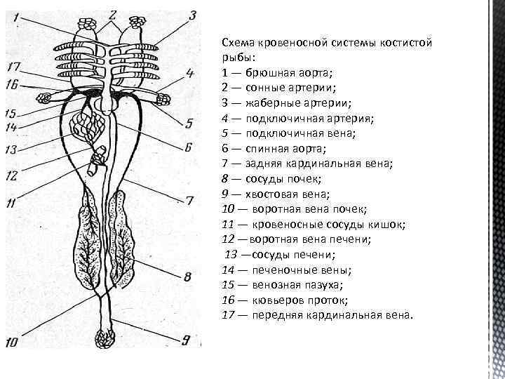 Схема кровеносной системы костистой рыбы: 1 — брюшная аорта; 2 — сонные артерии; 3