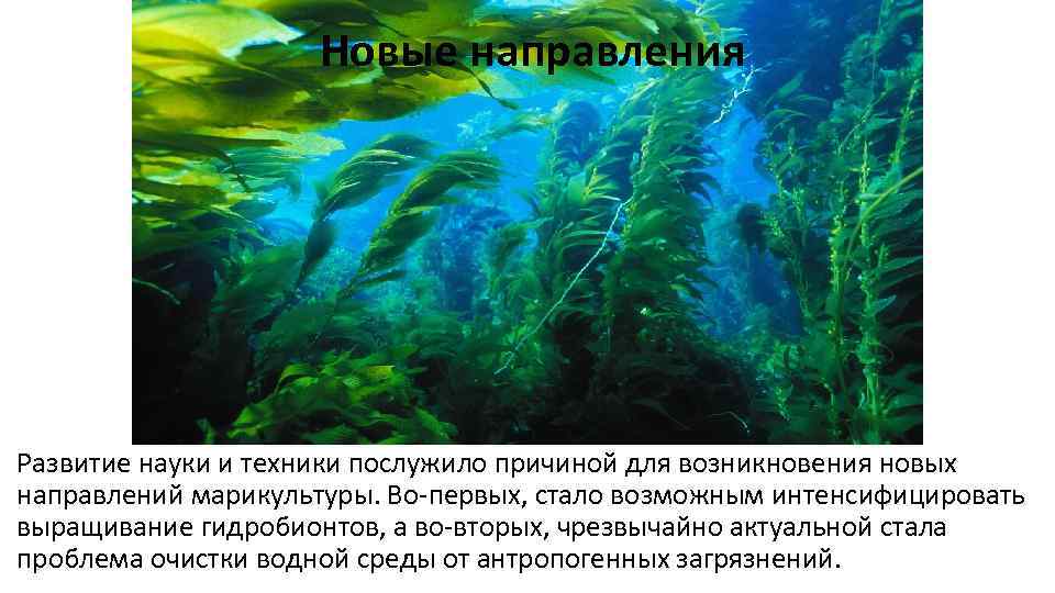 В водной среде достаточно воды и тепла