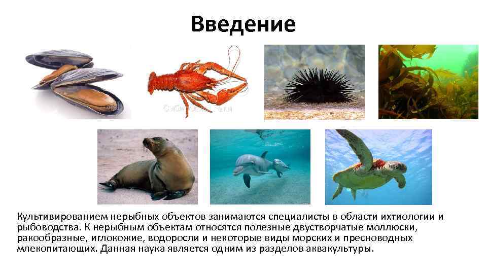 Введение Культивированием нерыбных объектов занимаются специалисты в области ихтиологии и рыбоводства. К нерыбным объектам