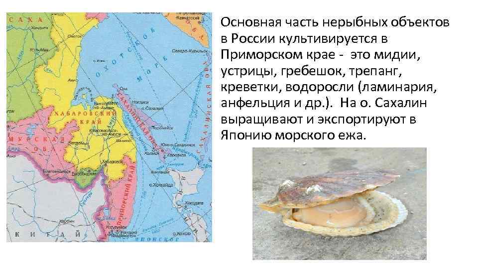 Основная часть нерыбных объектов в России культивируется в Приморском крае - это мидии, устрицы,