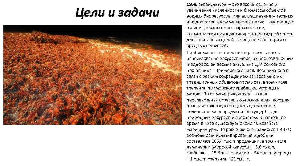 Цели и задачи Цели аквакультуры – это восстановление и увеличение численности и биомассы объектов