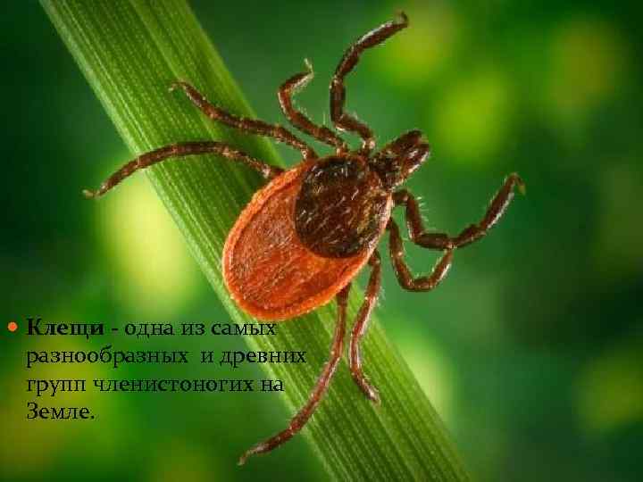  Клещи - одна из самых разнообразных и древних групп членистоногих на Земле. 