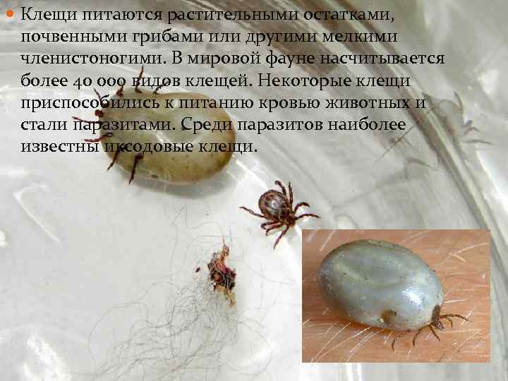  Клещи питаются растительными остатками, почвенными грибами или другими мелкими членистоногими. В мировой фауне