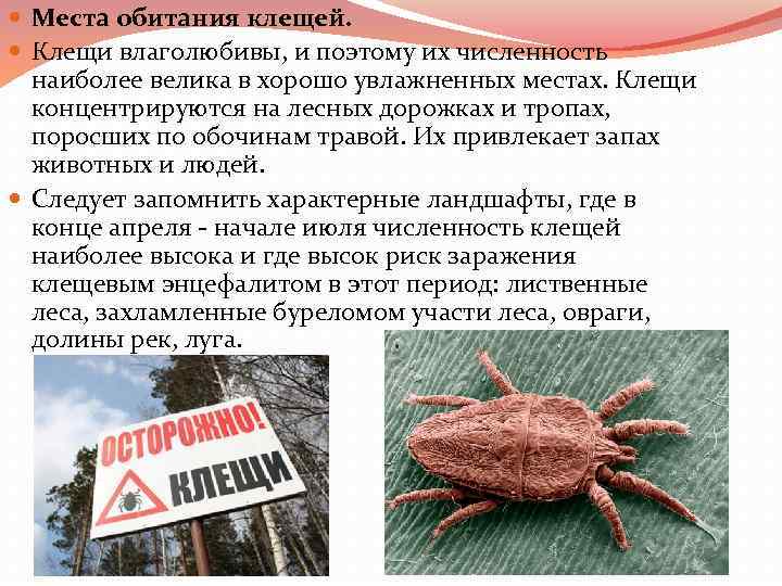  Места обитания клещей. Клещи влаголюбивы, и поэтому их численность наиболее велика в хорошо