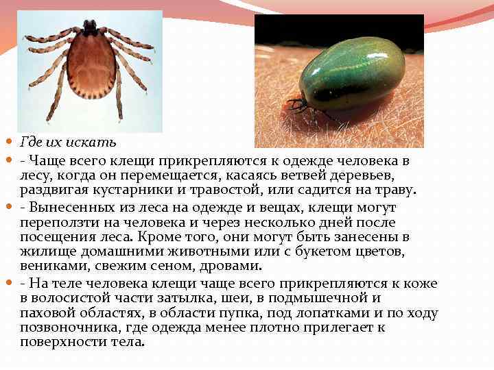  Где их искать - Чаще всего клещи прикрепляются к одежде человека в лесу,