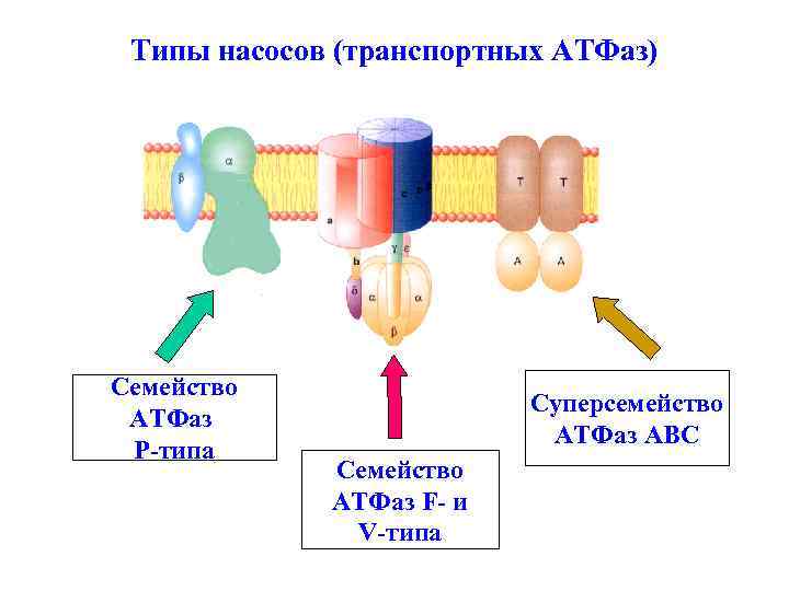 Атфаза. АТФАЗЫ типы. Семейство АТФАЗА. ABC АТФАЗА. АТФАЗА Р типа.