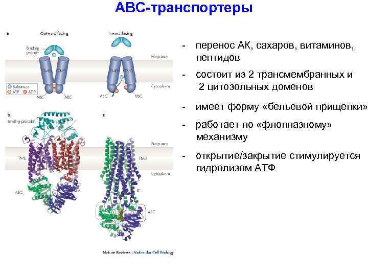 АВС-транспортеры - перенос АК, сахаров, витаминов, пептидов - состоит из 2 трансмембранных и 2