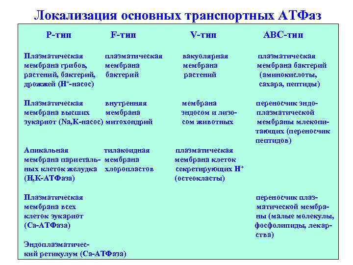 Локализация основных транспортных АТФаз Р-тип Плазматическая мембрана грибов, растений, бактерий, дрожжей (Н+-насос) F-тип плазматическая