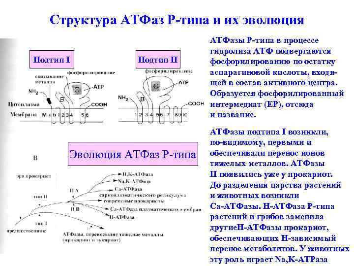 Структура фаз