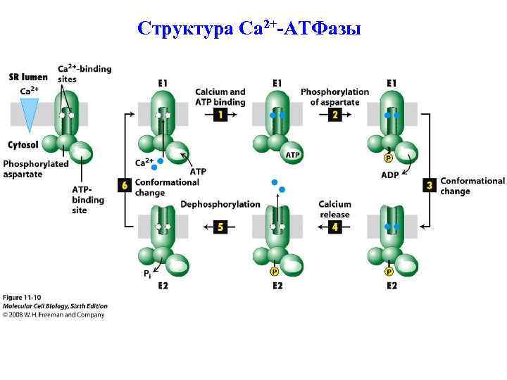 Структура Ca 2+-АТФазы 