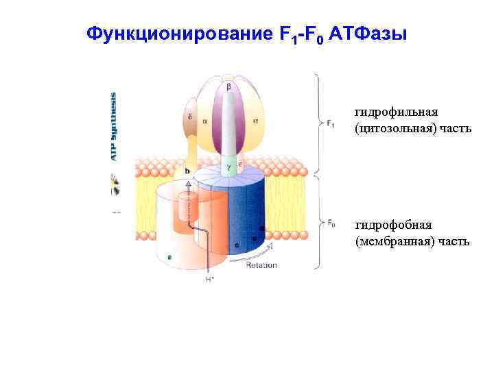 Функционирование F 1 -F 0 АТФазы гидрофильная (цитозольная) часть гидрофобная (мембранная) часть 
