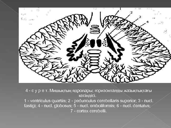 4 - с у р е т. Мишықтың ядролары; горизонталды жазықтықтағы кесіндісі. 1 -