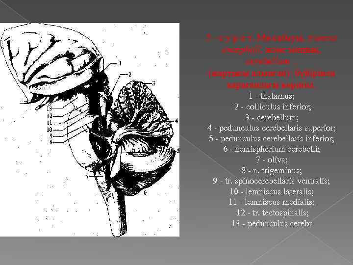 5 - с у р е т. Ми сабауы, truncus cncephali, және мишық, cerebellum