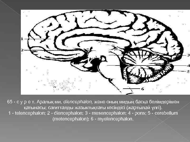 65 - с у р е т. Аралық ми, diencephalon, және оның мидың басқа