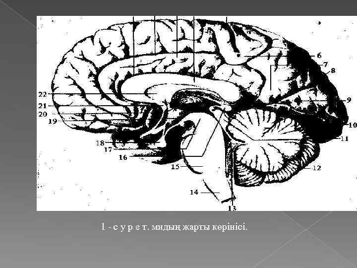 1 - с у р е т. мидың жарты көрінісі. 