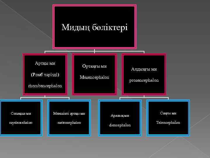 Мидың бөліктері Артқы ми Ортаңғы ми (Ромб тәрізді) Алдыңғы ми Mesencephalon prosencephalon rhombencephalon Сопақша