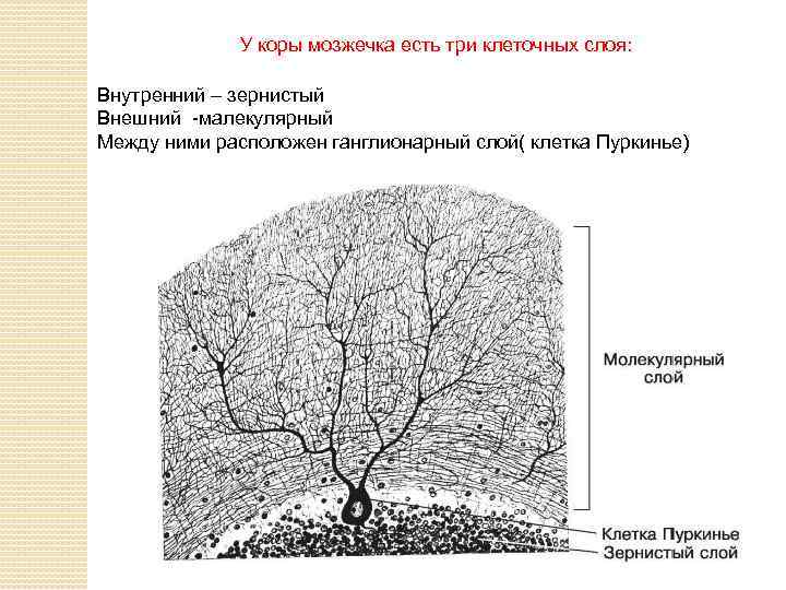 Кора мозжечка рисунок гистология