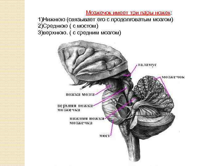 Мозжечок имеет три пары ножек: 1)Нижнюю (связывает его с продолговатым мозгом) 2)Среднюю ( с