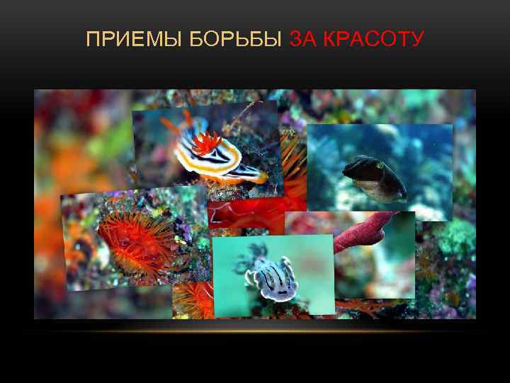 ПРИЕМЫ БОРЬБЫ ЗА КРАСОТУ 