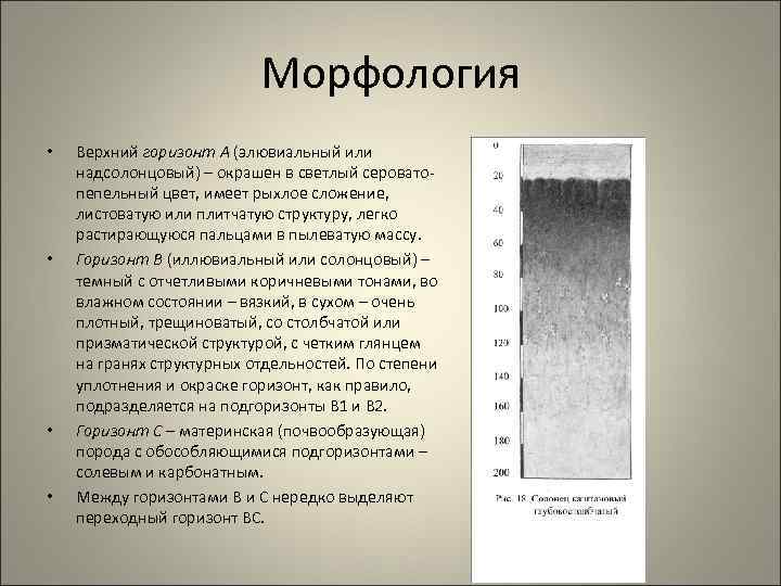 Верхний горизонт