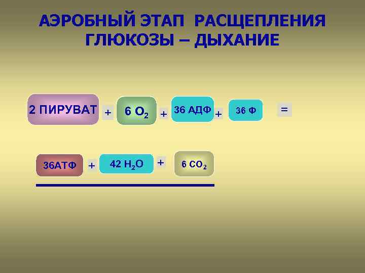 АЭРОБНЫЙ ЭТАП РАСЩЕПЛЕНИЯ ГЛЮКОЗЫ – ДЫХАНИЕ 2 ПИРУВАТ + 36 АТФ + 6 О