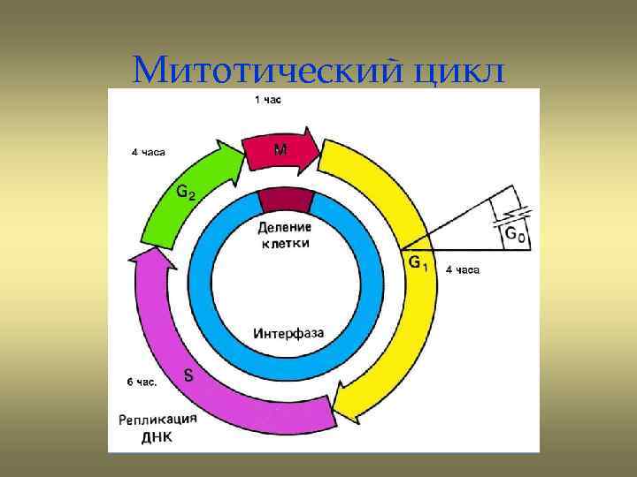Митотический цикл 