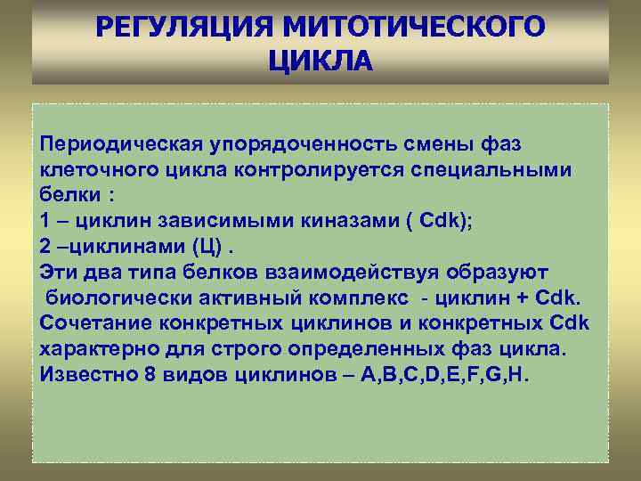 РЕГУЛЯЦИЯ МИТОТИЧЕСКОГО ЦИКЛА Периодическая упорядоченность смены фаз клеточного цикла контролируется специальными белки : 1