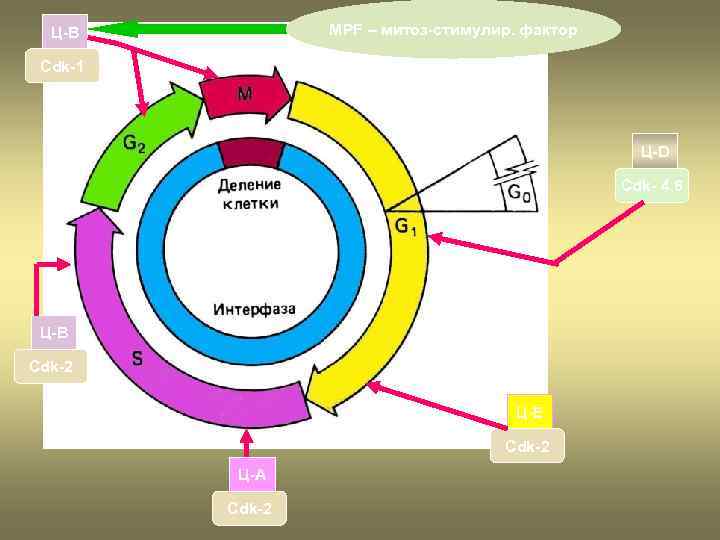MPF – митоз-стимулир. фактор Ц-B РЕГУЛЯЦИЯ МИТОТИЧЕСКОГО ЦИКЛА Cdk-1 Ц-D Cdk- 4, 6 Ц-B